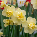 Daffodil 'yellow Cheerfulness' Double Fragrant Yellow | 10 x Bulbs | Yellow