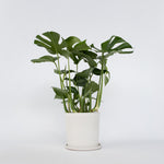 Swiss Cheese Plant - Monstera Deliciosa - Height 70-80cm - ⌀21cm | Set of 1 | Green