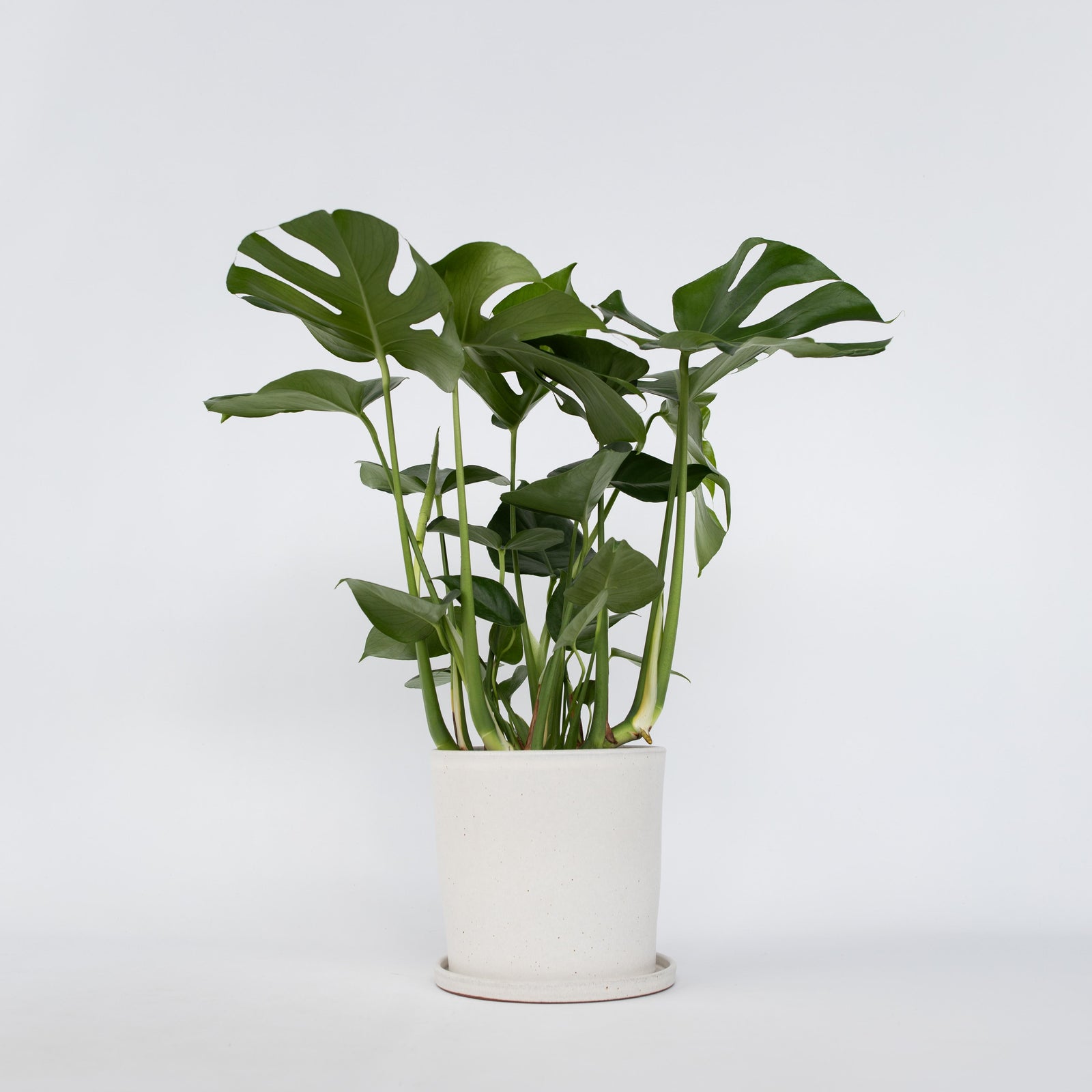 Swiss Cheese Plant - Monstera Deliciosa - Height 70-80cm - ⌀21cm | Set of 1 | Green