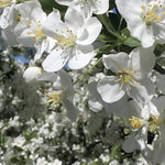 Malus Wedding Bouquet Crab 6ft Tall Supplied In A 12 Litre Pot