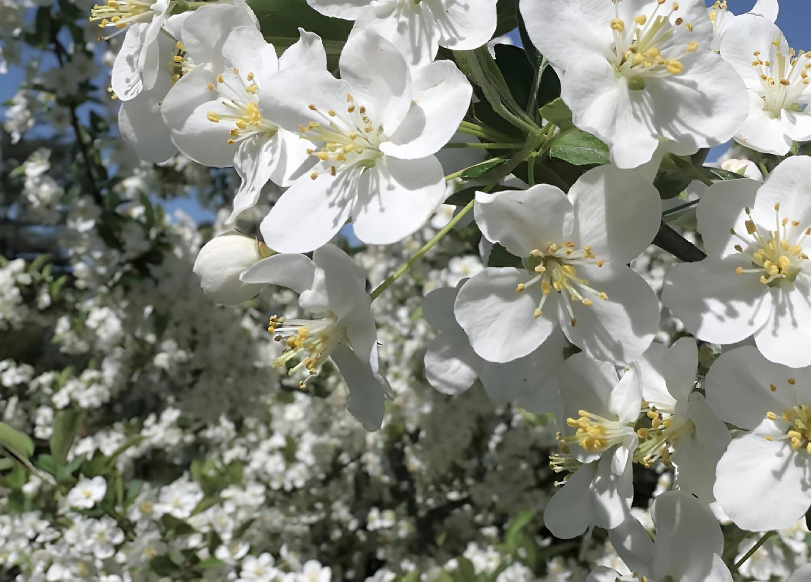 Malus Wedding Bouquet Crab 6ft Tall Supplied In A 12 Litre Pot