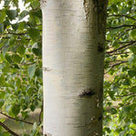 Betula Pendula Silver Birch Trees 5-6ft Tall Pack Of 5