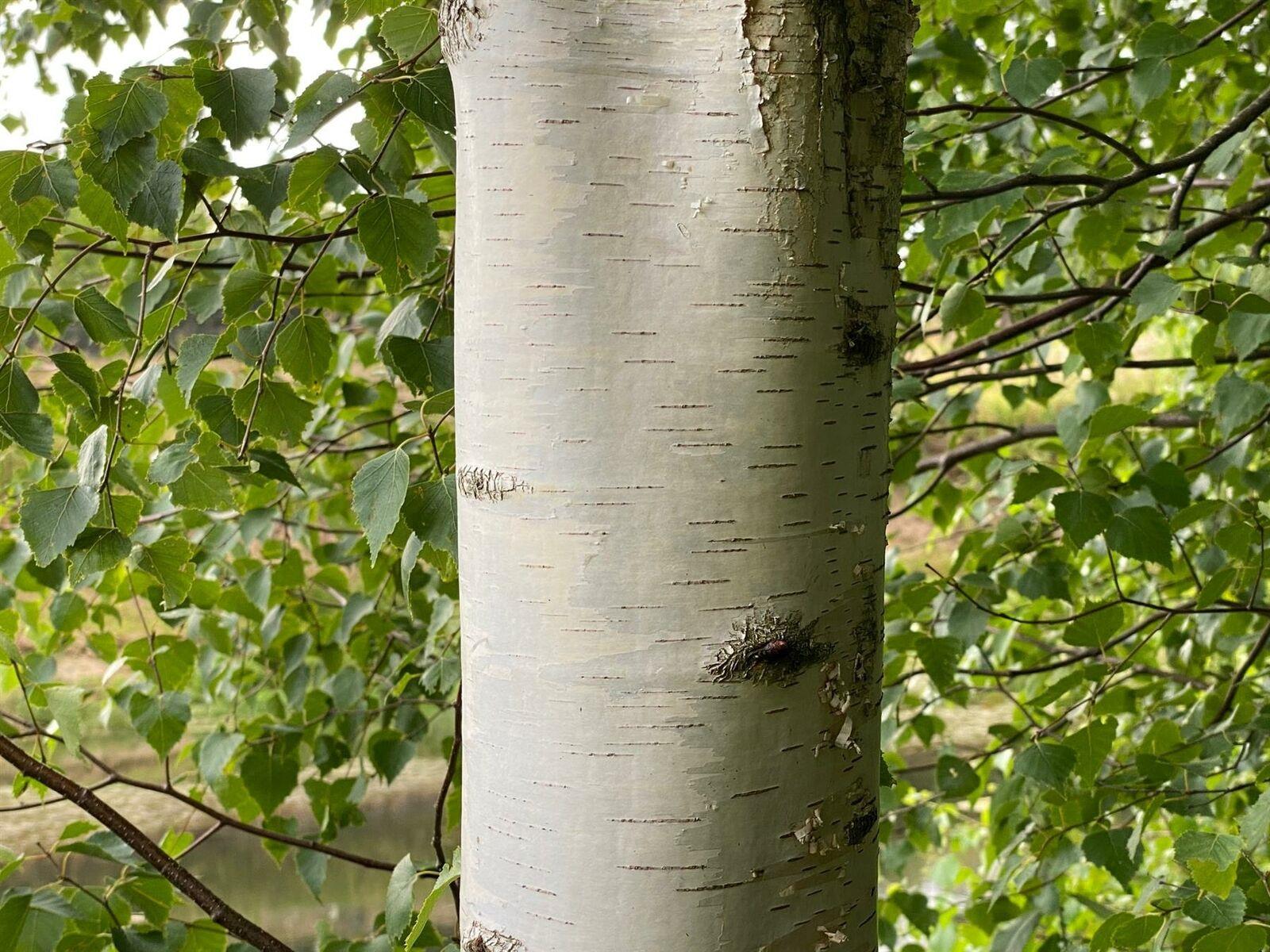 Betula Pendula Silver Birch Trees 5-6ft Tall Pack Of 5