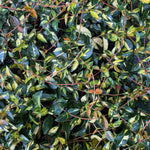 Trachelospermum Summer Sunset Star Jasmine Fragrant Climbing Plant 2-3ft Supplied In A 2 Litre Pot