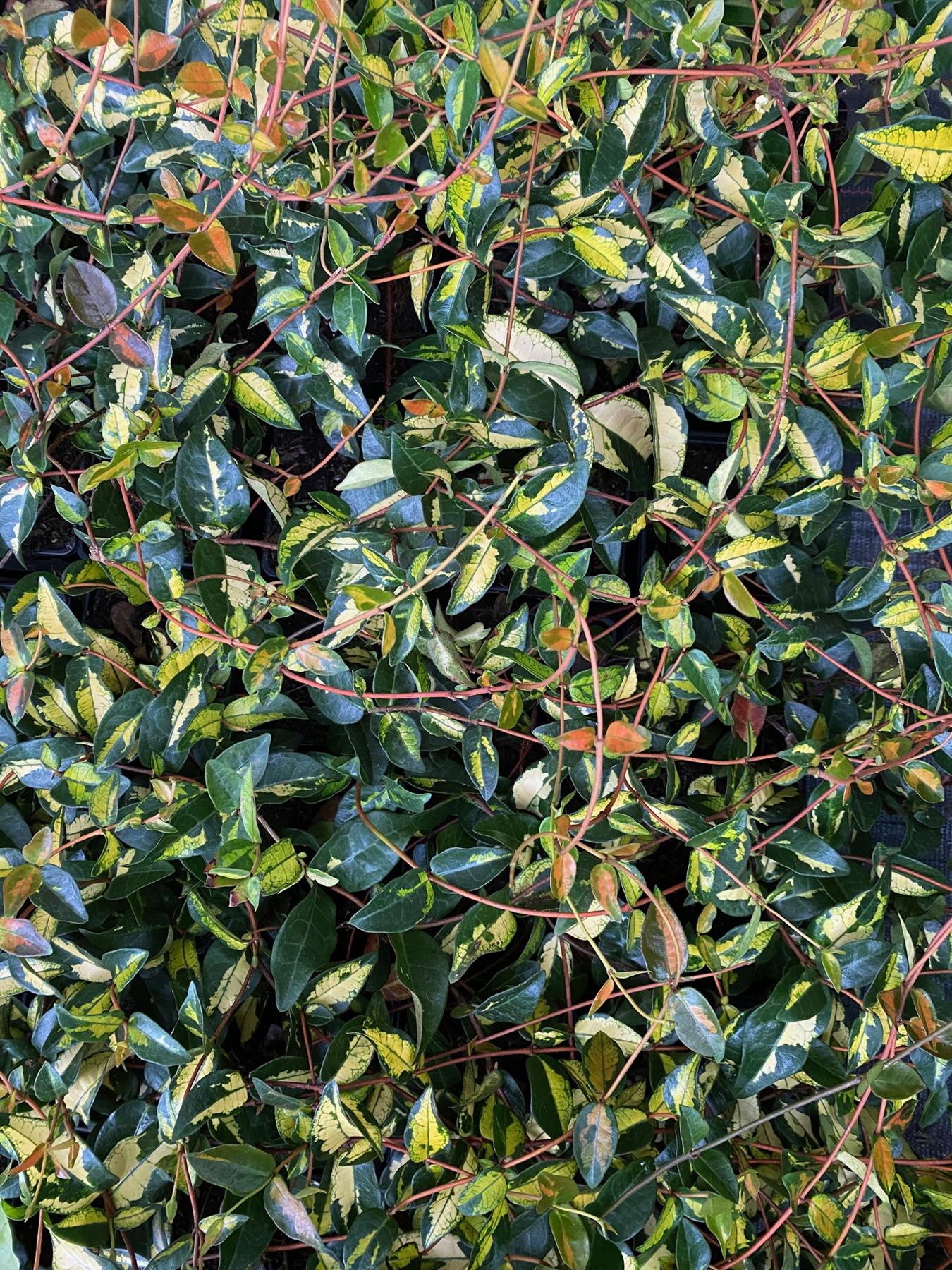 Trachelospermum Summer Sunset Star Jasmine Fragrant Climbing Plant 2-3ft Supplied In A 2 Litre Pot