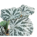 6 X 50cm Artificial Begonia Trailing  Plant