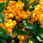 Direct Plants Pyracantha Yellow Soliel D'or Shrub 5-6ft Extra Large Supplied In A 5 Litre Pot