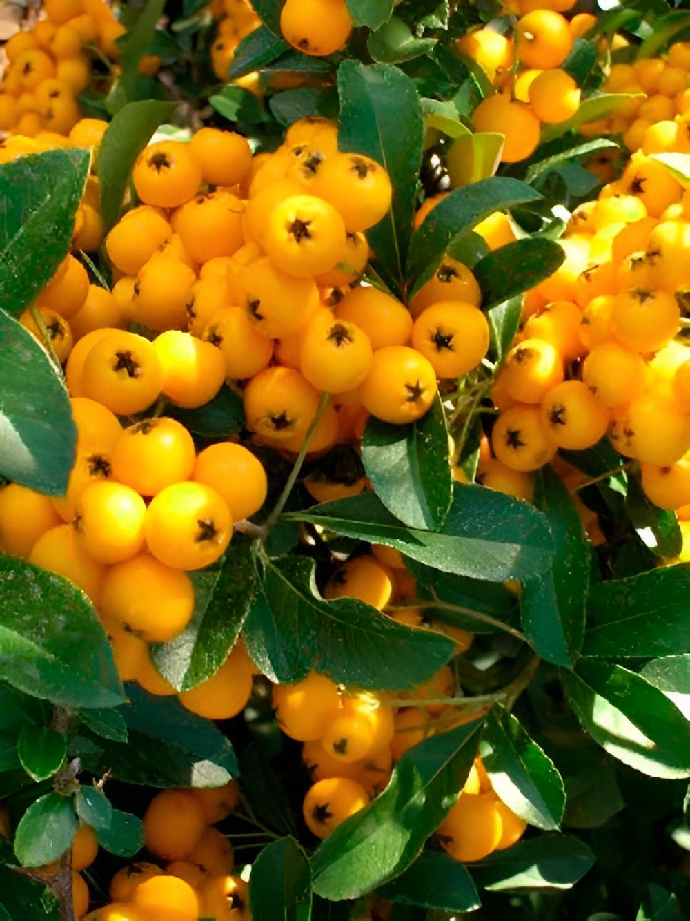 Direct Plants Pyracantha Yellow Soliel D'or Shrub 5-6ft Extra Large Supplied In A 5 Litre Pot
