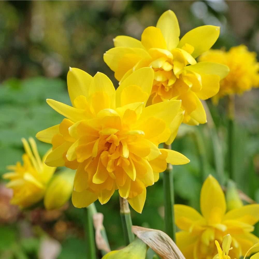 Hayloft Container Perfect Narcissus Collection - 45 Bulbs (15 of each)