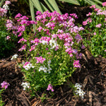 Nemesia Poetry Mix | 20 Seeds