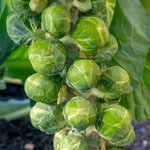Brussels Sprout 'crispus', Rhs Awarded Winter Variety | 16 x Pro Grower Plugs | Green