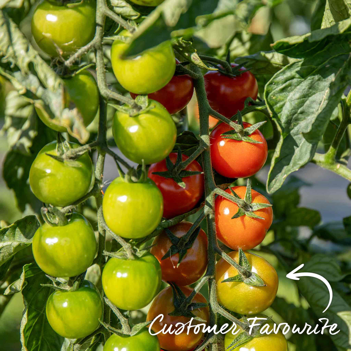Cordon Tomato Plant 'gardeners Delight' 9cm Plants | Set of 6