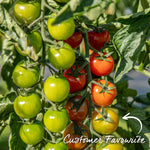 Cordon Tomato Plant 'gardeners Delight' 9cm Plants | Set of 3