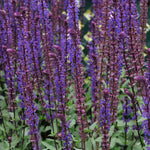 Salvia 'caradonna Compact' Plant | Set-of-1