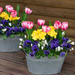 Pansy Frizzle Sizzle Mix - young plants | 24 x Garden Ready Plugs | Multi