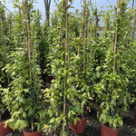 Trachelospermum Jasminoides Star Jasmine Highly Fragrant Extra Large Climbing Plant 5-6ft Supplied In A 7.5 Litre Pot