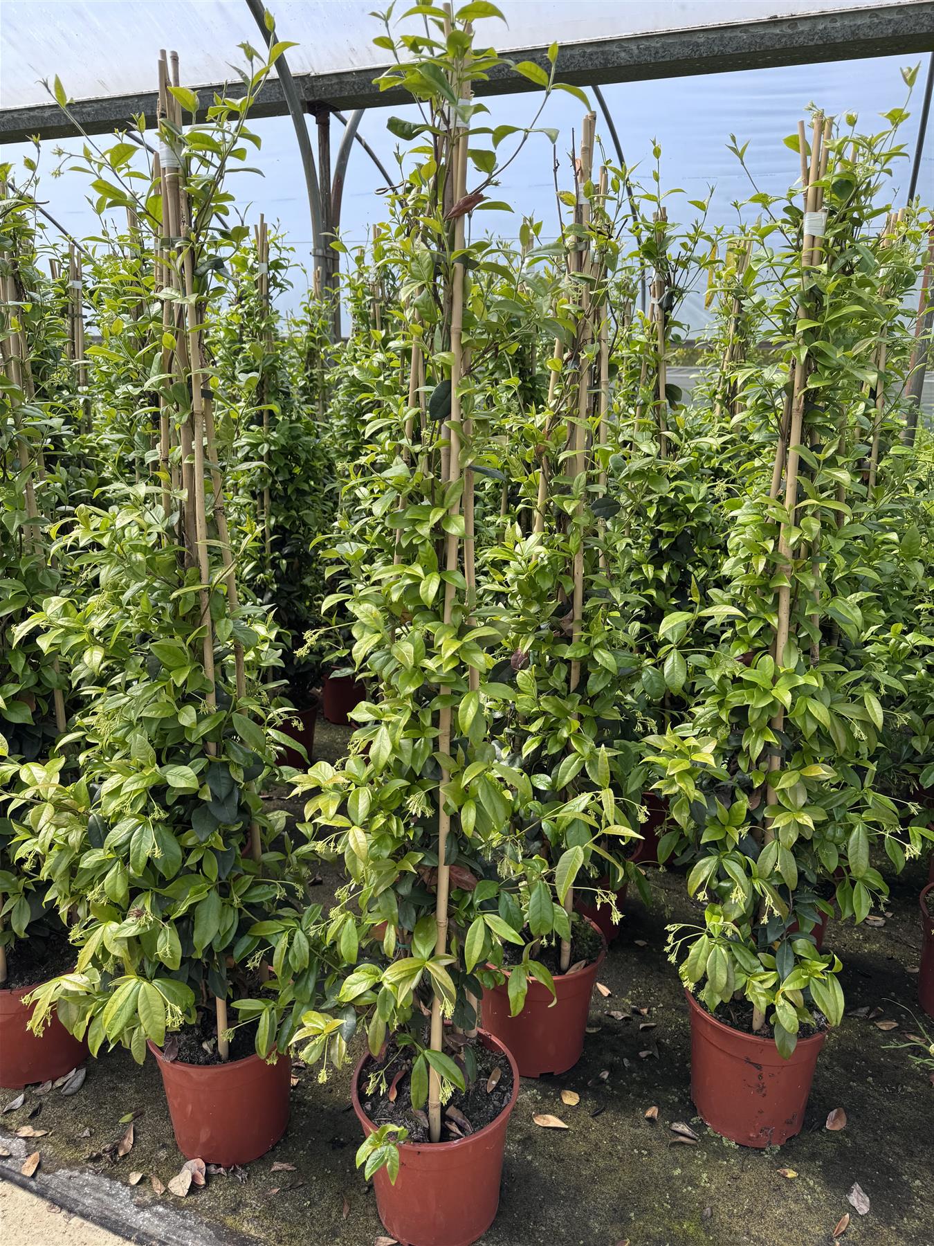 Trachelospermum Jasminoides Star Jasmine Highly Fragrant Extra Large Climbing Plant 5-6ft Supplied In A 7.5 Litre Pot