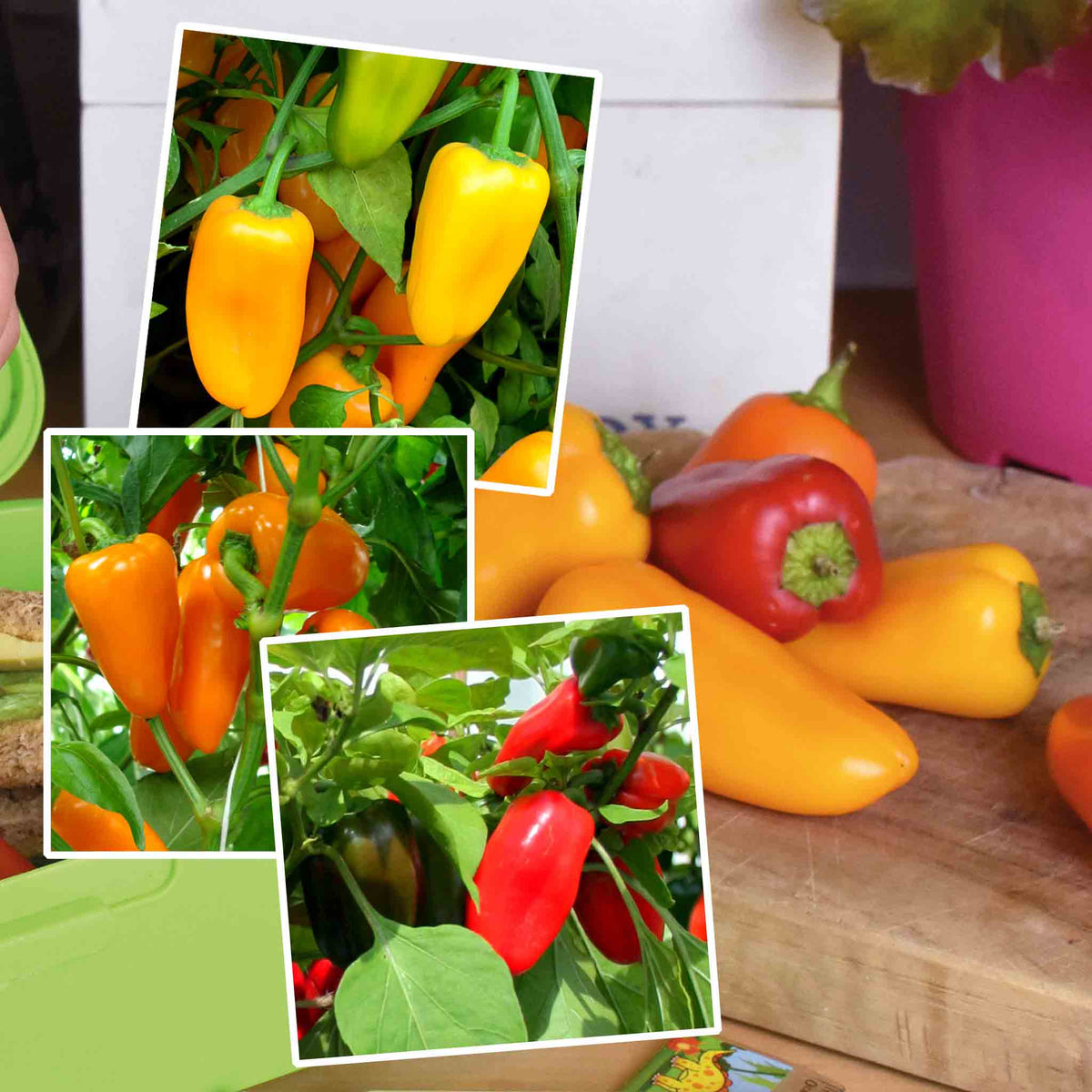 Snackbite Sweet Pepper Collection – Yellow, Red & Orange | 3 x 9cm