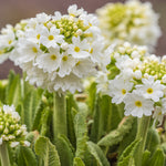 Primula Denticulata Alba - White Drumstick Primula Set Of 3 In 9cm Pots
