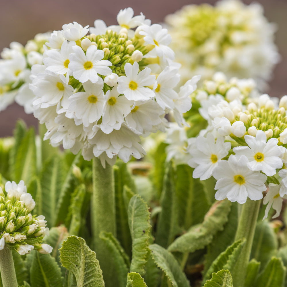 Primula Denticulata Alba - White Drumstick Primula Set Of 3 In 9cm Pots