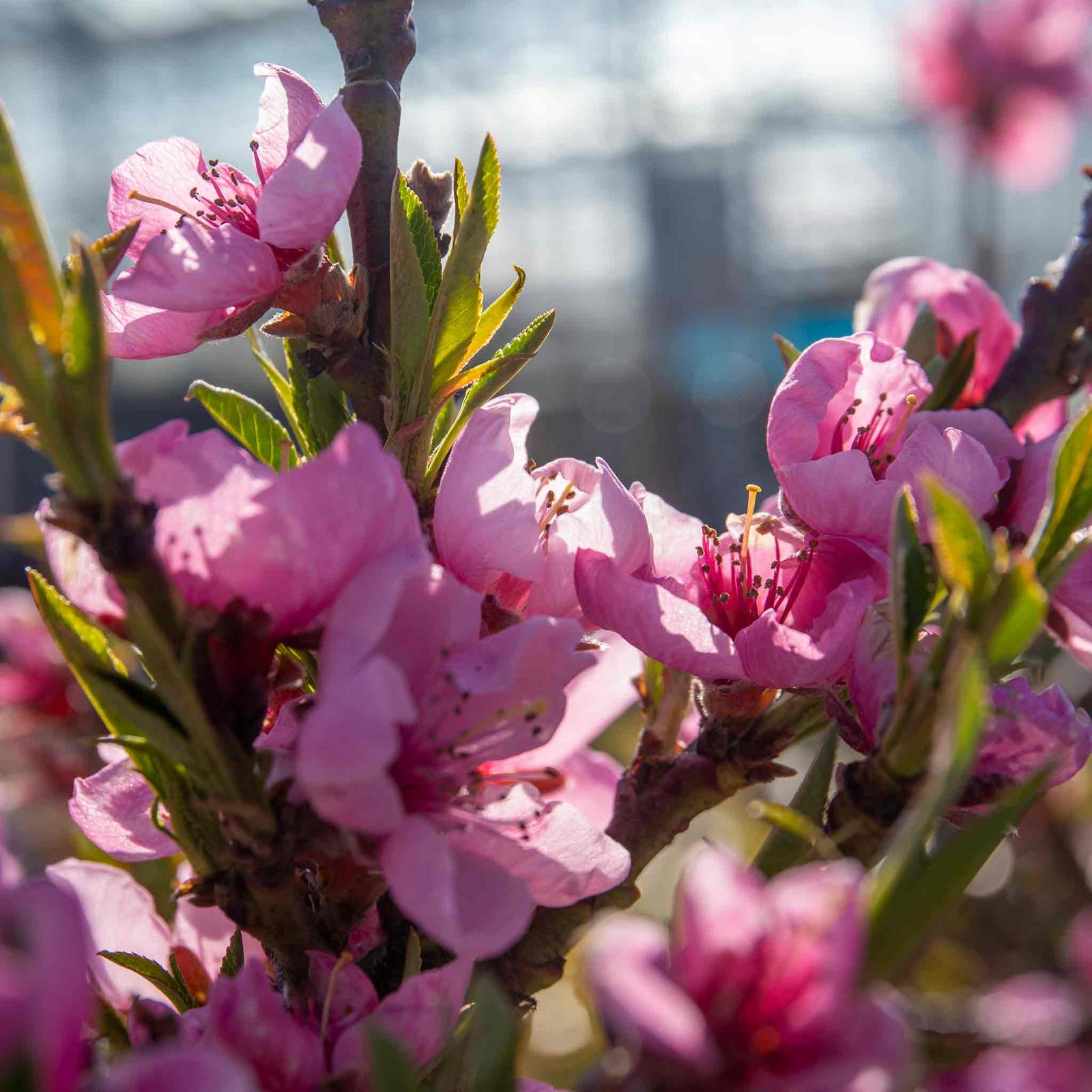 Nectarine 'flavourtop' Patio Mini Stem Tree | 1 x 5L