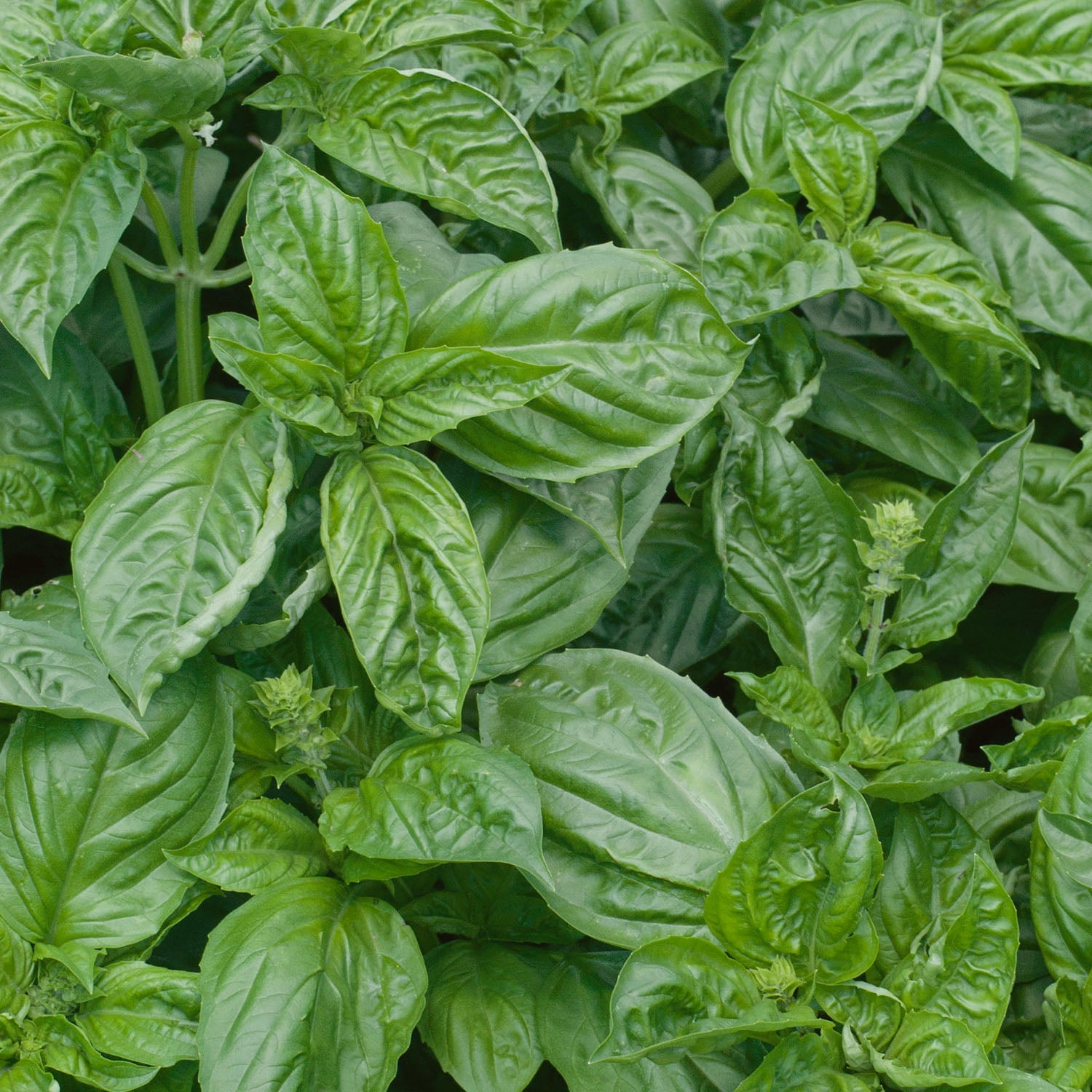 Italian Basil Ocimum Basilicum Seeds | 500 Seeds