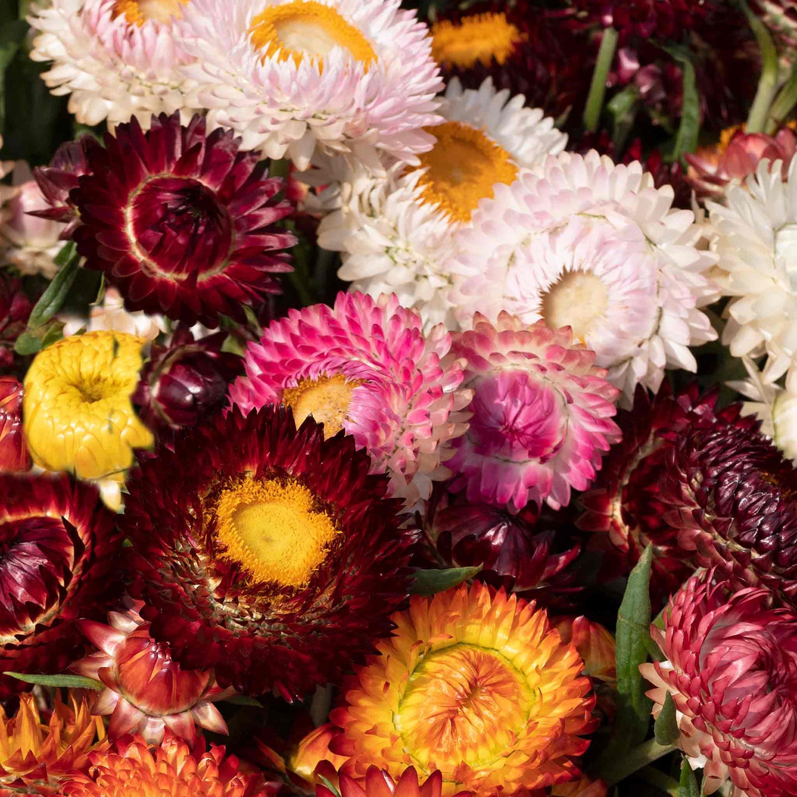 Strawflower 'king Size' Seeds | 250 Seeds