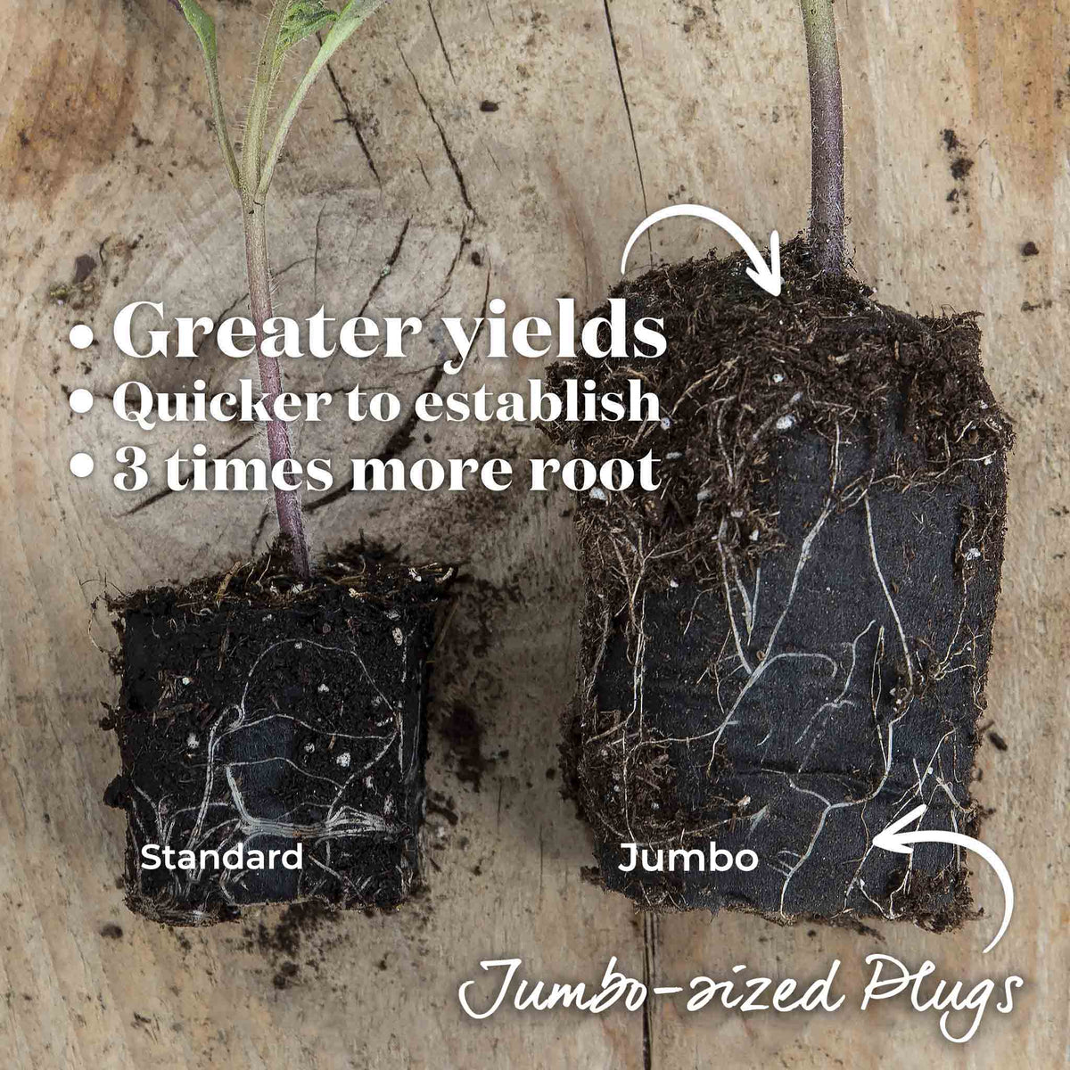 Cucumber Plant 'mini Munch' – Compact, High-yield (rhs Agm) Jumbo Plugs | Set of 6 | Green