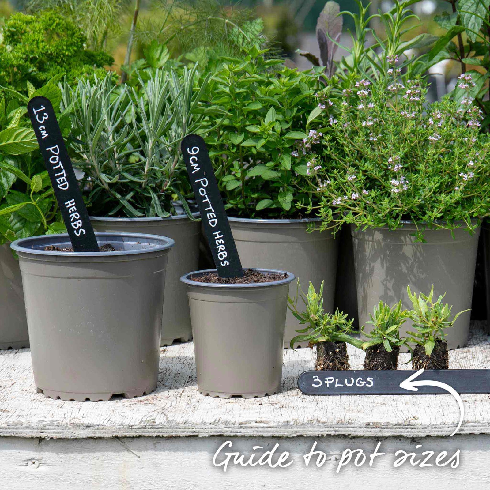 Lavender 'hidcote' Pug Plants | 3 x Jumbo Plugs