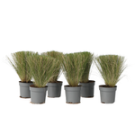 Mexican Feather Grass - Stipa Tenuifolia 'Pony Tails' - H20-30cm - ⌀9cm | Set of 6 | Green