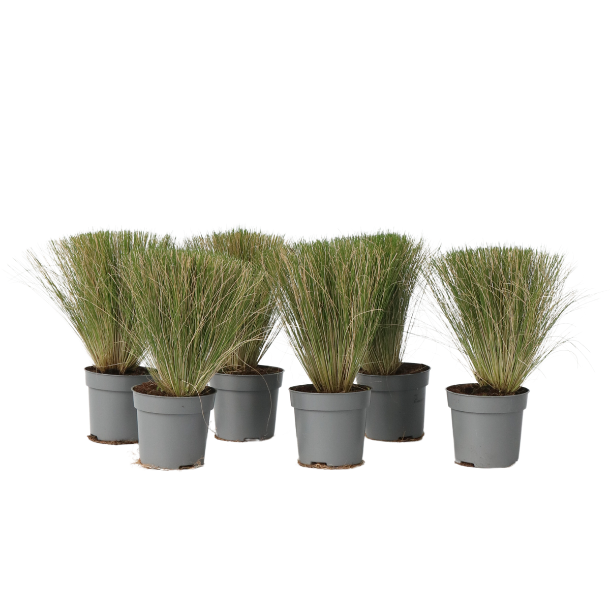 Mexican Feather Grass - Stipa Tenuifolia 'Pony Tails' - H20-30cm - ⌀9cm | Set of 6 | Green