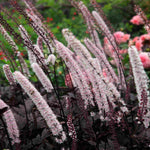 Actaea Simplex 'Pink Spike' - 9cm Pot | 3 x 9cm | Pink
