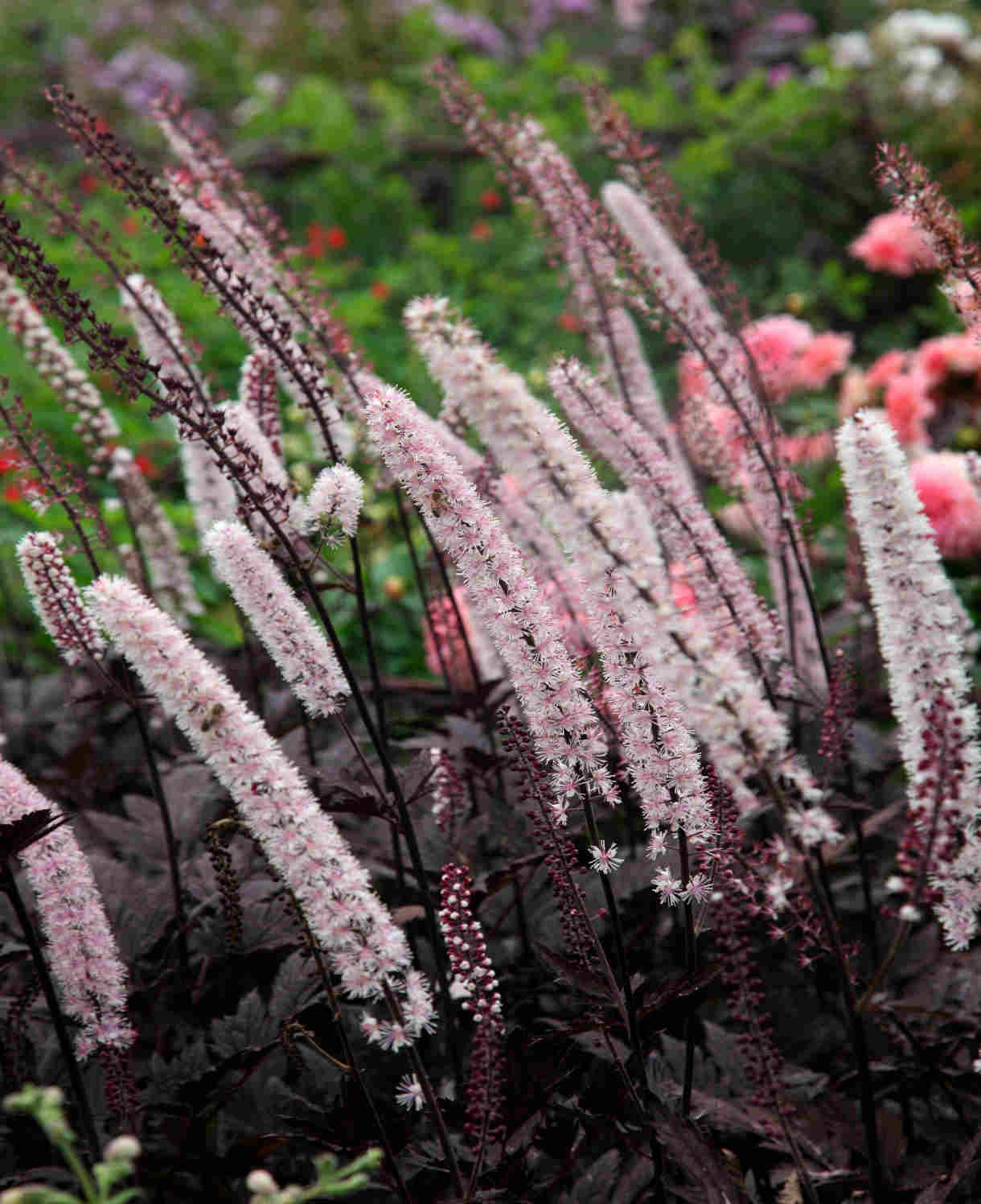 Actaea Simplex 'Pink Spike' - 9cm Pot | 3 x 9cm | Pink