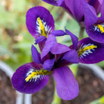 Iris Harmony Early Spring Blue | 20 x Bulbs | Purple