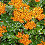 Pyracantha Teton Evergreen Large Garden Shrub 2-3ft In A 3 Litre Pot