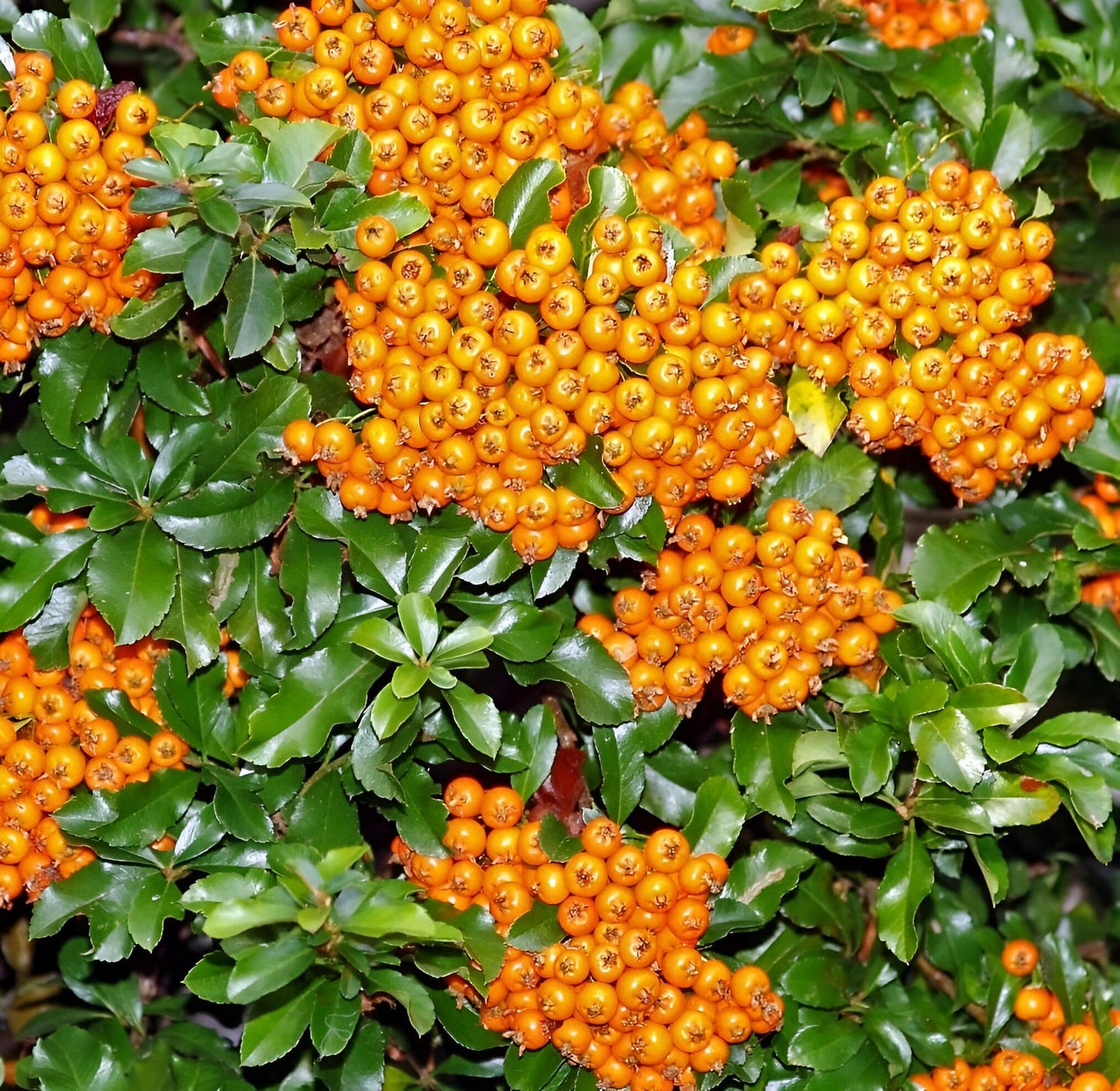 Pyracantha Teton Evergreen Large Garden Shrub 2-3ft In A 3 Litre Pot