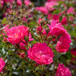 Flower Carpet Pink Supreme Groundcover Rose | 1 x Bare Root | Pink