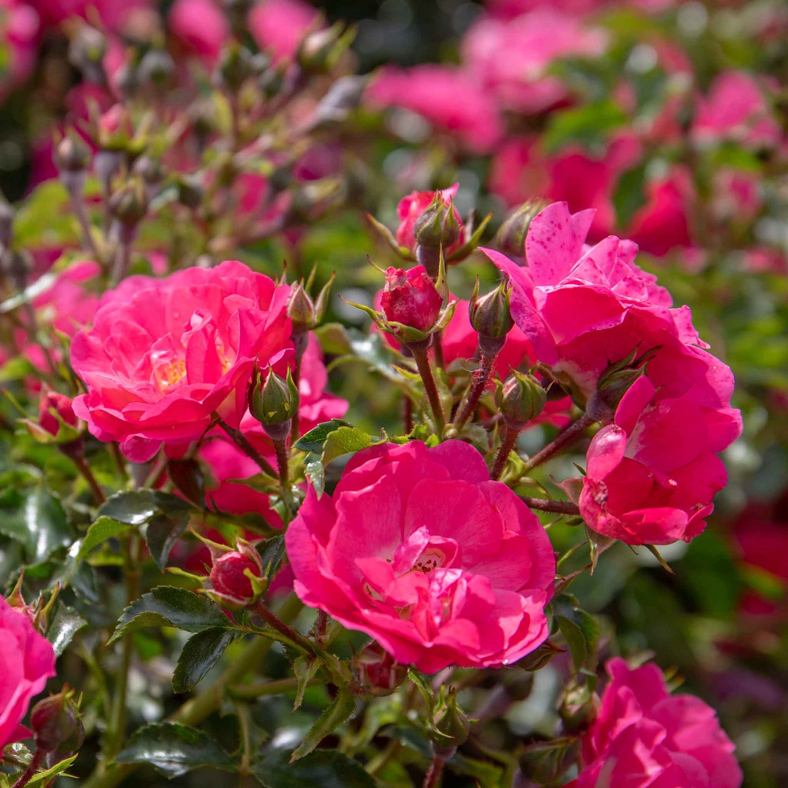 Flower Carpet Pink Supreme Groundcover Rose | 1 x Bare Root | Pink