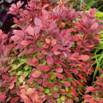 Berberis 'orange Rocket' Shrub Pot | 1 x 3L | Orange