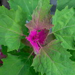 Tree Spinach Plant | 1 x 1L