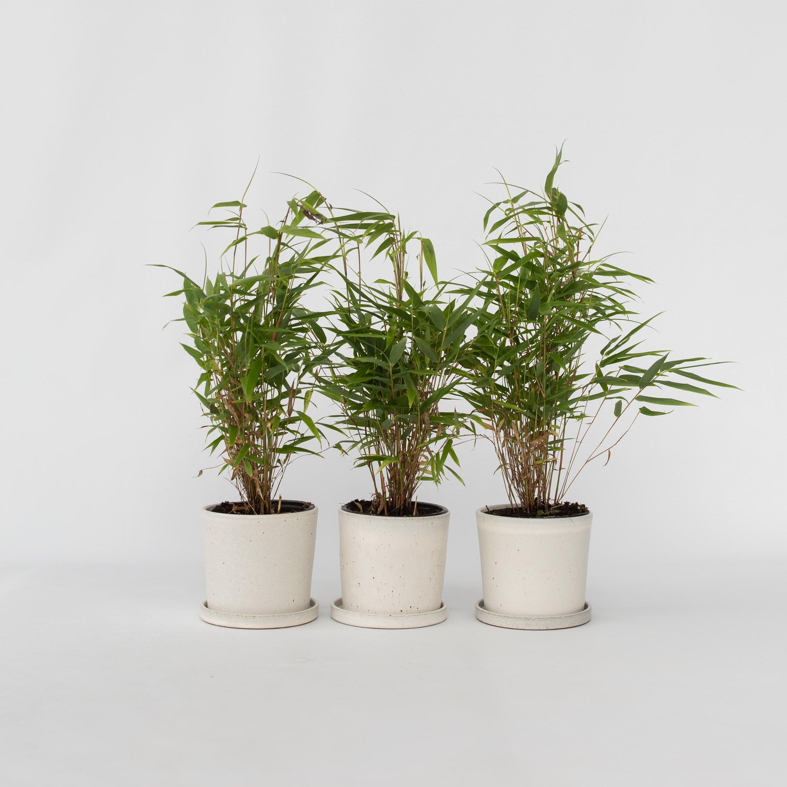 Dragonhead Bamboo - 3 Pcs. - Fargesia Rufa - Height 25-40cm - ⌀13cm | Set-of-3 | Green