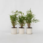 Dragonhead Bamboo - 3 Pcs. - Fargesia Rufa - Height 25-40cm - ⌀13cm | Set of 3 | Green