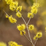 Witchhazel Hamamelis Arnold Promise Shrub Plant 4ft Extra Large In A 7.5 Litre Pot