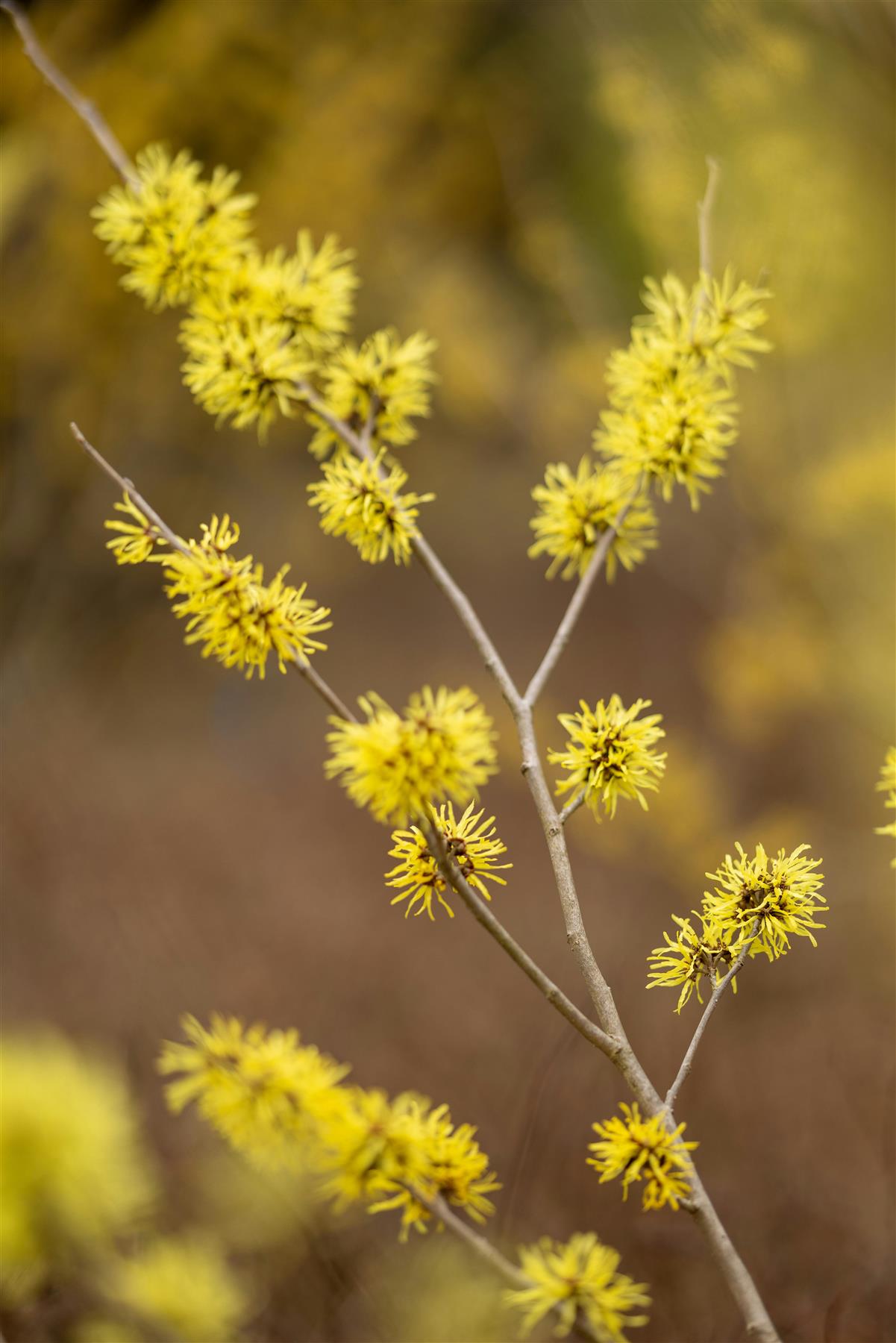 Witchhazel Hamamelis Arnold Promise Shrub Plant 4ft Extra Large In A 7.5 Litre Pot