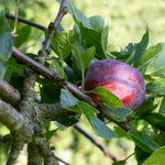 Plum Tree Marjorie's Seedling Bare-root Late-season Bare Root | 1 x Bare Root | Purple