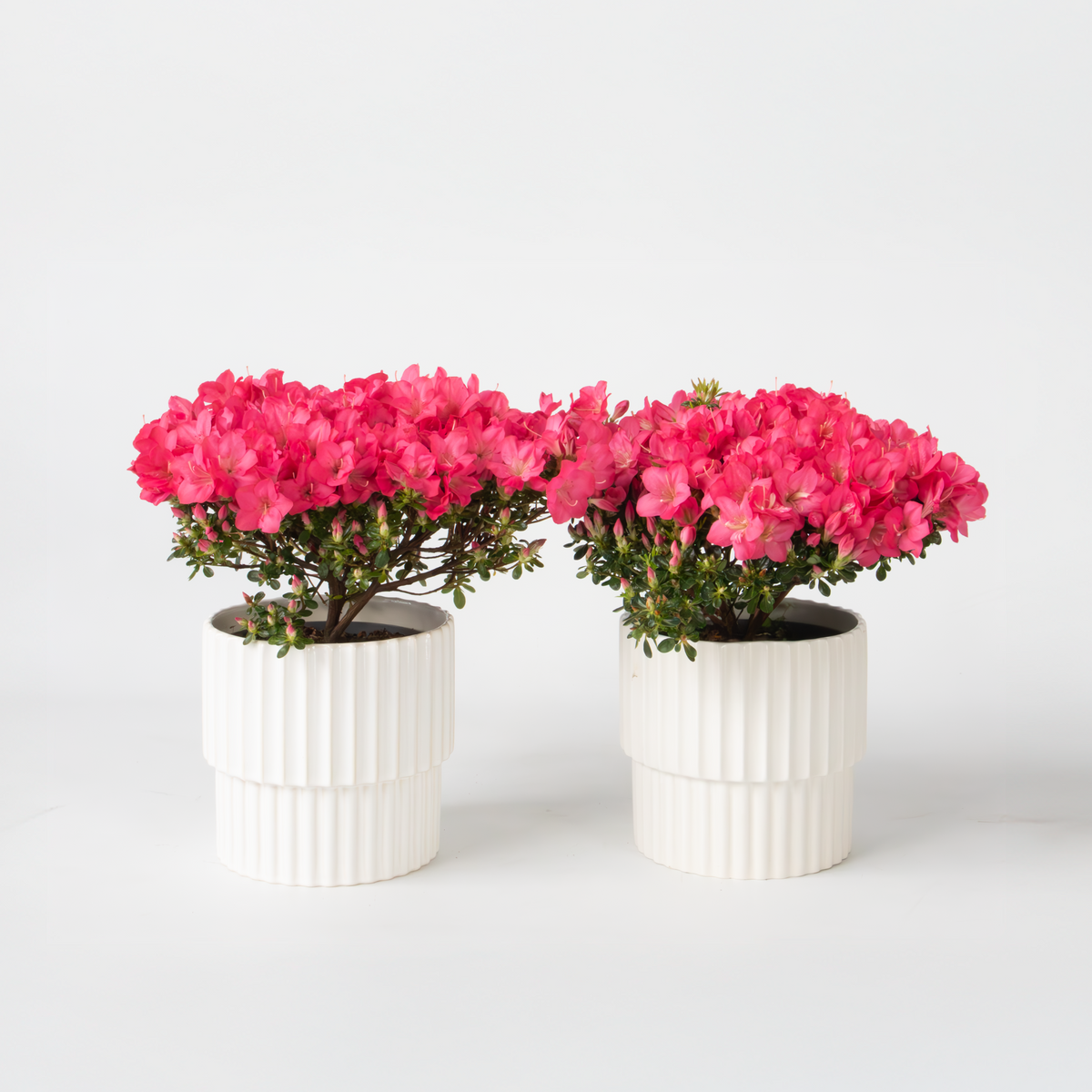Azalea - Rhododendron Azalea 'Anouk' - Height 25-40cm - ⌀17cm | Set of 2 | Pink