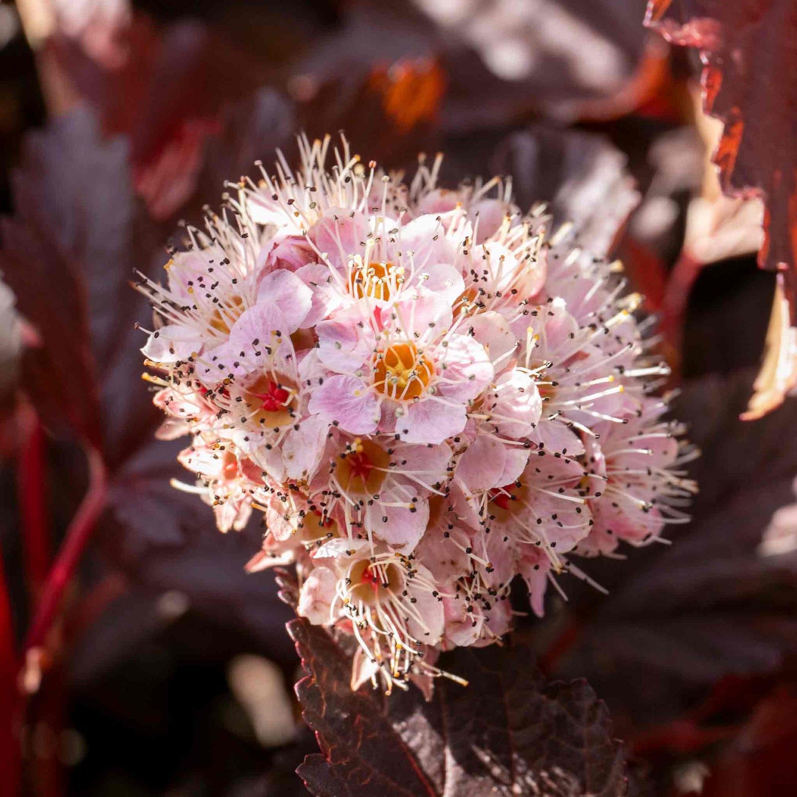 Physocarpus 'lady In Red' Hardy Red-foliage Shrub 150 Cm | 1 x 3L