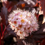 Physocarpus 'lady In Red' Hardy Red-foliage Shrub 150 Cm | 1 x 9cm