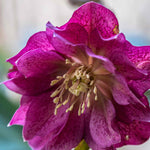 Ultimate Winter-flowering Hellebore Collection | Set of 36