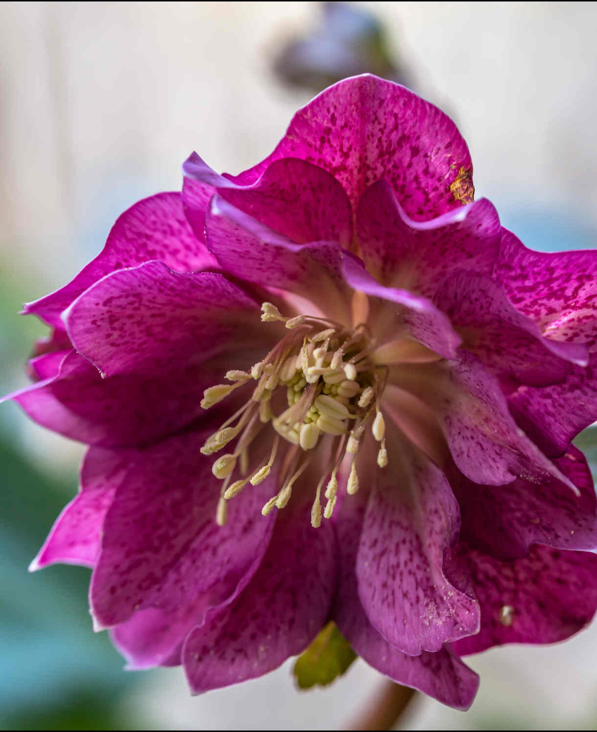 Ultimate Winter-flowering Hellebore Collection | Set-of-12